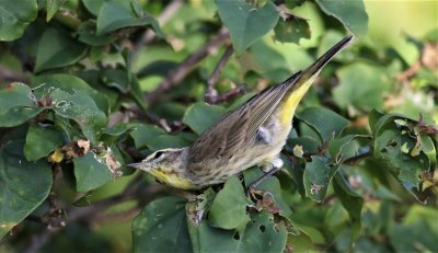 Palm Warbler checking out a spiders nest!