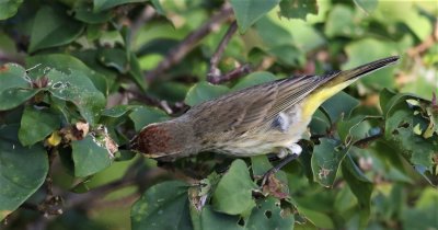 Palm Warbler checking out a spiders nest!