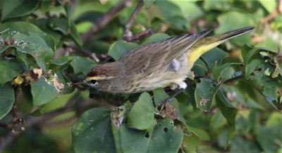 Palm Warbler snatches a spider!