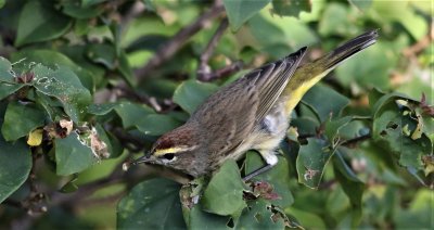 Palm Warbler grabs a spider!