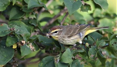 Palm Warbler eating what looks like a Wolf Spider!