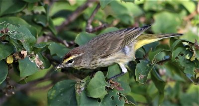 Palm Warbler eating a spider!