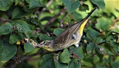 Palm Warbler trying to snatch a spider!