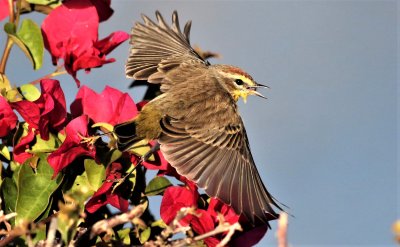 Palm Warbler cought an insect!