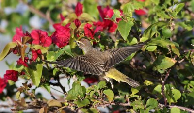 Palm Warbler looking for insects!