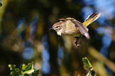 Palm Warbler