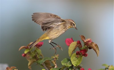 Palm Warbler diving after an insect on the leaf!