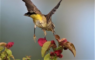 Palm Warbler diving after an insect on the a leaf!