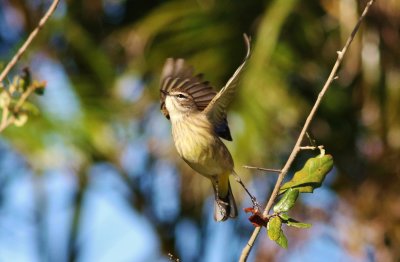 Palm Warbler