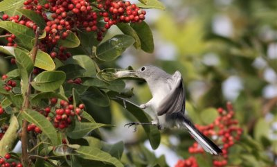 Blue-gray Gnatcatcher Catching Wolf Spiders
