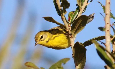Prairie Warbler searching for insects!