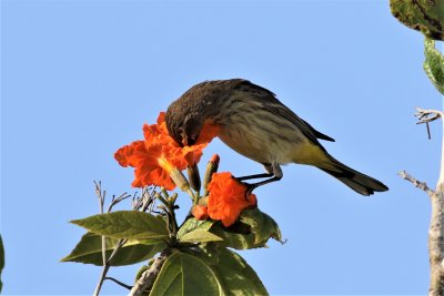 Palm Warbler checking out flowers for insects!