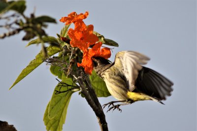Palm Warbler checking out flowers for insects!