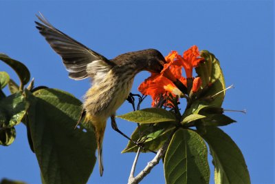Palm Warbler checking out flowers for insects!