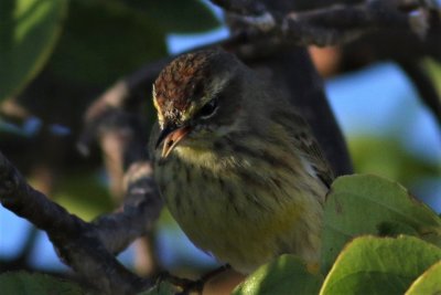 Palm Warbler snatches a small insect!