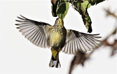 Palm Warbler diving after an insect on a leaf!