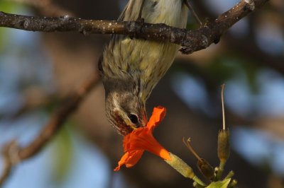 Palm Warbler checking out flowers for insects!