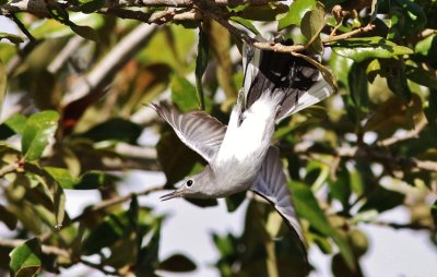 Blue-gray Gnatcatcher Diving After An Insect! (Can you find the insect!)
