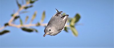 Blue-gray Gnatcatcher snatches an insect in flight!