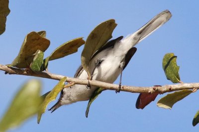 Blue-gray Gnatcatcher snatches an insect in flight!