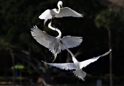 Great Egrets Building A Nest