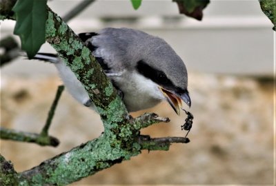 Loggerhead Shrike Fledgling drops a Beetle it was given by the adult!