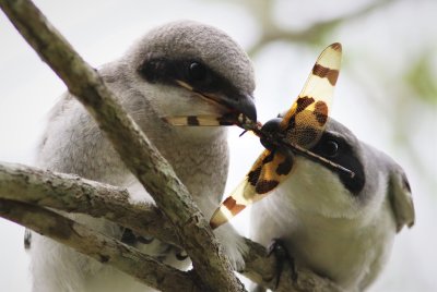 Loggerhead Shrike Fledgling Being Fed A Dragonfly!