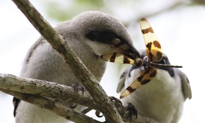 Loggerhead Shrike Fledgling Being Fed A Dragonfly!