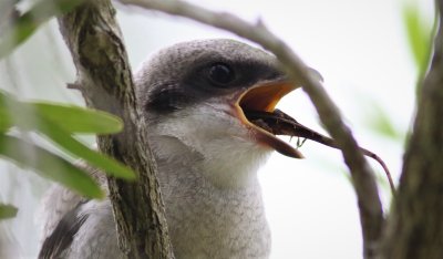 Loggerhead Shrike Fledgling Downing A Brown Anole!