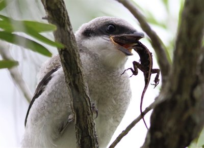 Loggerhead Shrike Trying To Eat A Brown Anole!