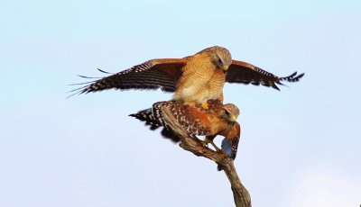 Red-shoulder Hawks