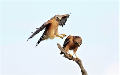 Red-Shoulderd Hawks Hunting Snakes