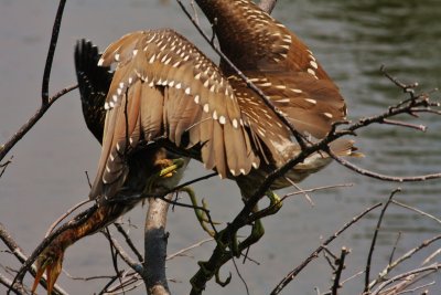 Little Green Heron Attacked!