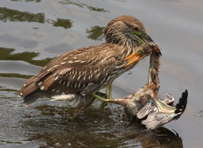 Little Green Heron Attacked!