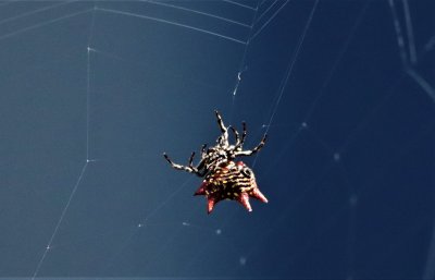 Spiny Orb Weaver Spider Spinning It's Web!