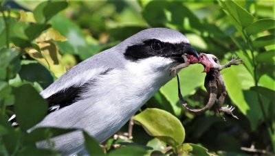 Loggerhead Shrike grabs a Brown Anole!