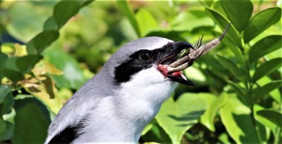 Loggerhead Shrike eating a Brown Anole!