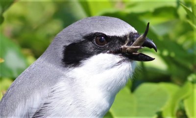 Loggerhead Shrike eating a Brown Anole!
