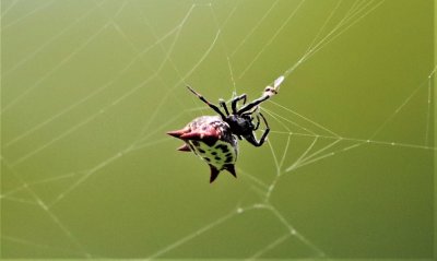 This Spiny Orb-weaver Spider is about to wrapping an insect in it's silk!