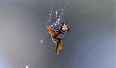Spiny Orb Weaver Spider wrapping a Moth in It's silk!