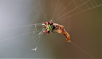Spiny Orb Weaver Spider eating a moth!
