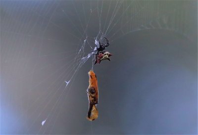  Spiny Orb-weaver Spider