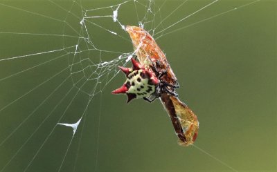 Spiny Orb-weaver Spider