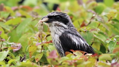 After a heavy rain this Loggerhead Shrike snatched a Brown Anole!