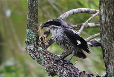 This Loggerhead Shrike snatches a Brown Anole after a heavy rainstorm!