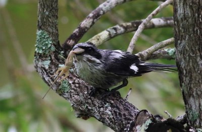 This Loggerhead Shrike is about to take off with a Brown Anole after a heavy rainstorm!