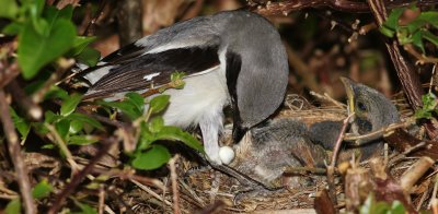 Loggerhead Shrike about to remove a fecal sac from its nestling!