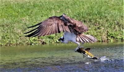 The Osprey finally manages to take flight with the fish! 