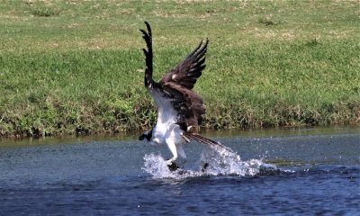 Osprey snatches a fish! 