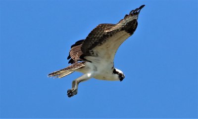 Osprey searching for a fish!